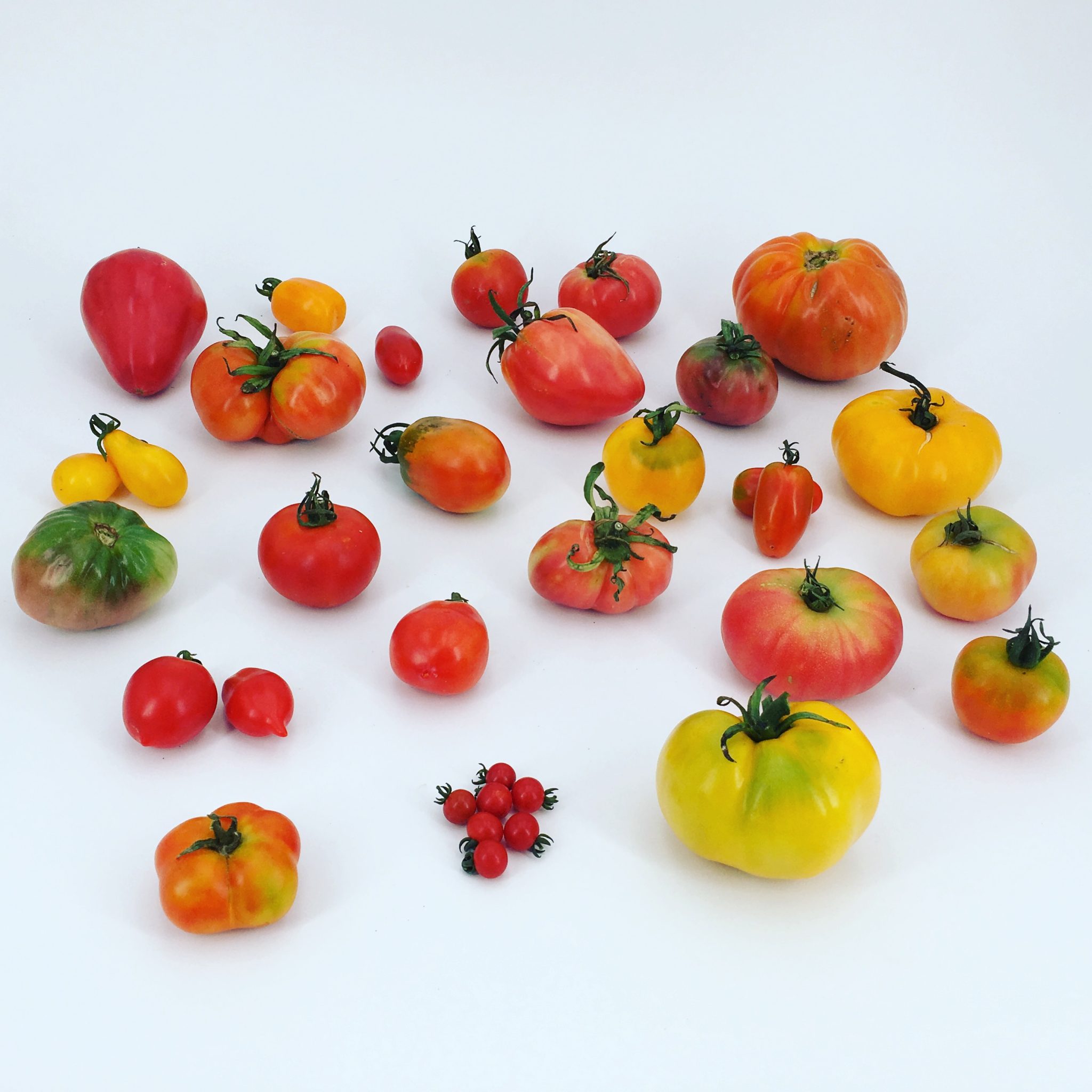 FESTOM, la fiesta del tomate y la ciencia